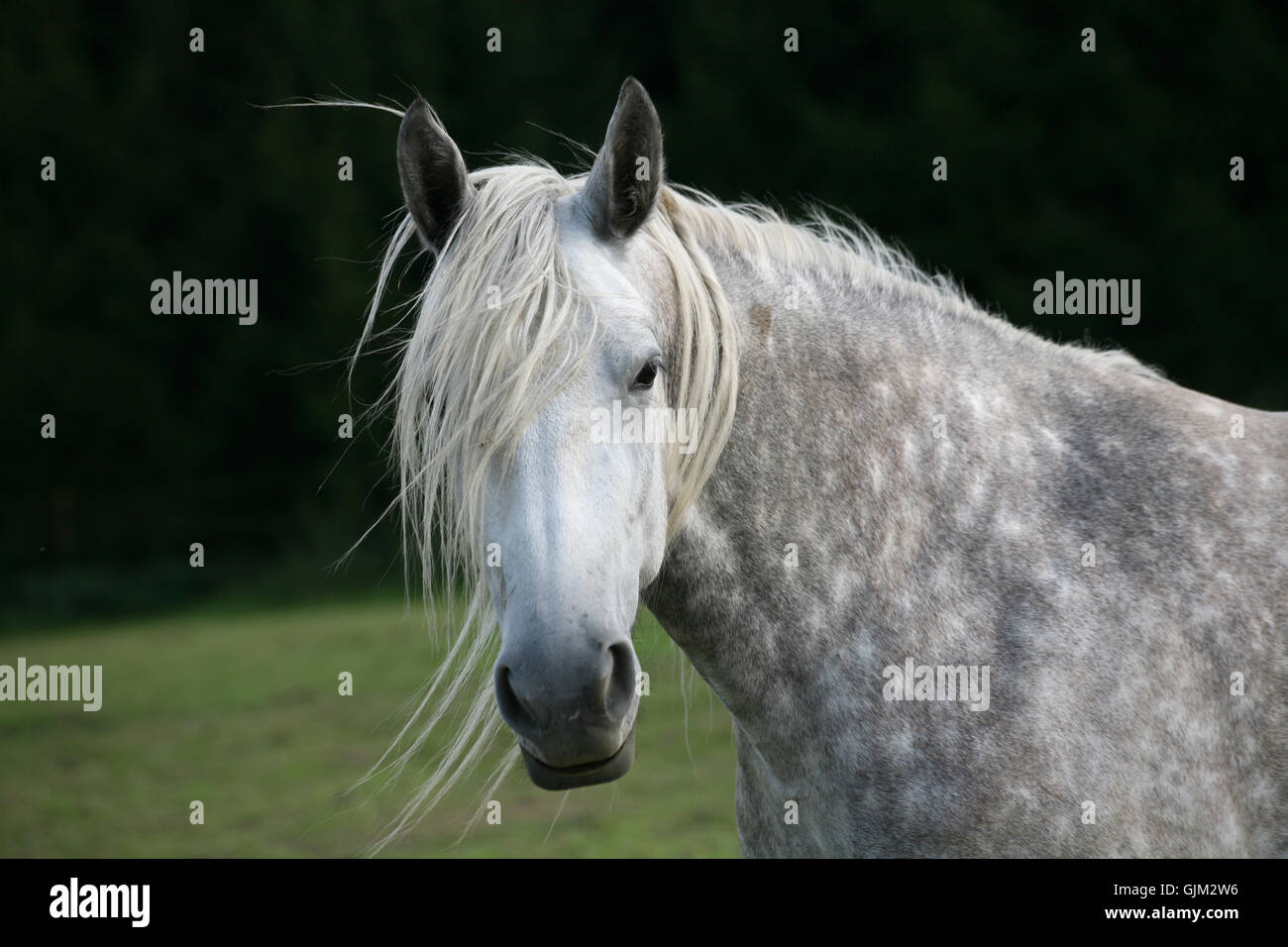 horse dapple grey thoroughbred Stock Photo Alamy