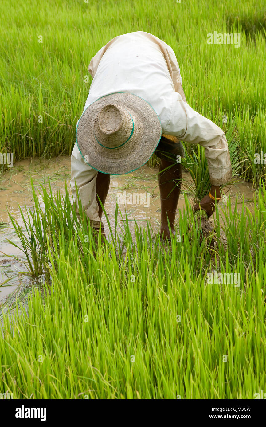 asia agriculture farming Stock Photo