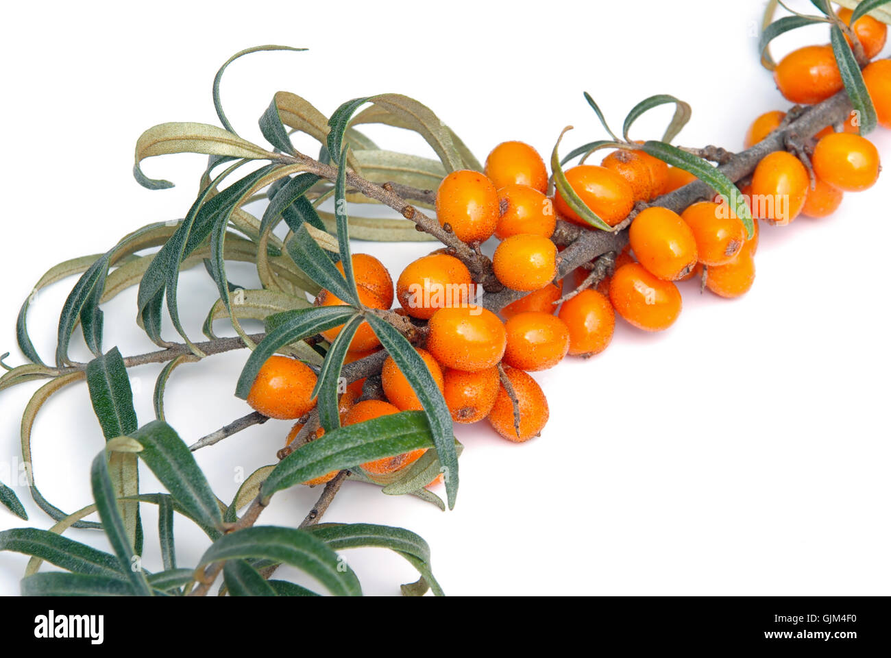 orange optional bush Stock Photo
