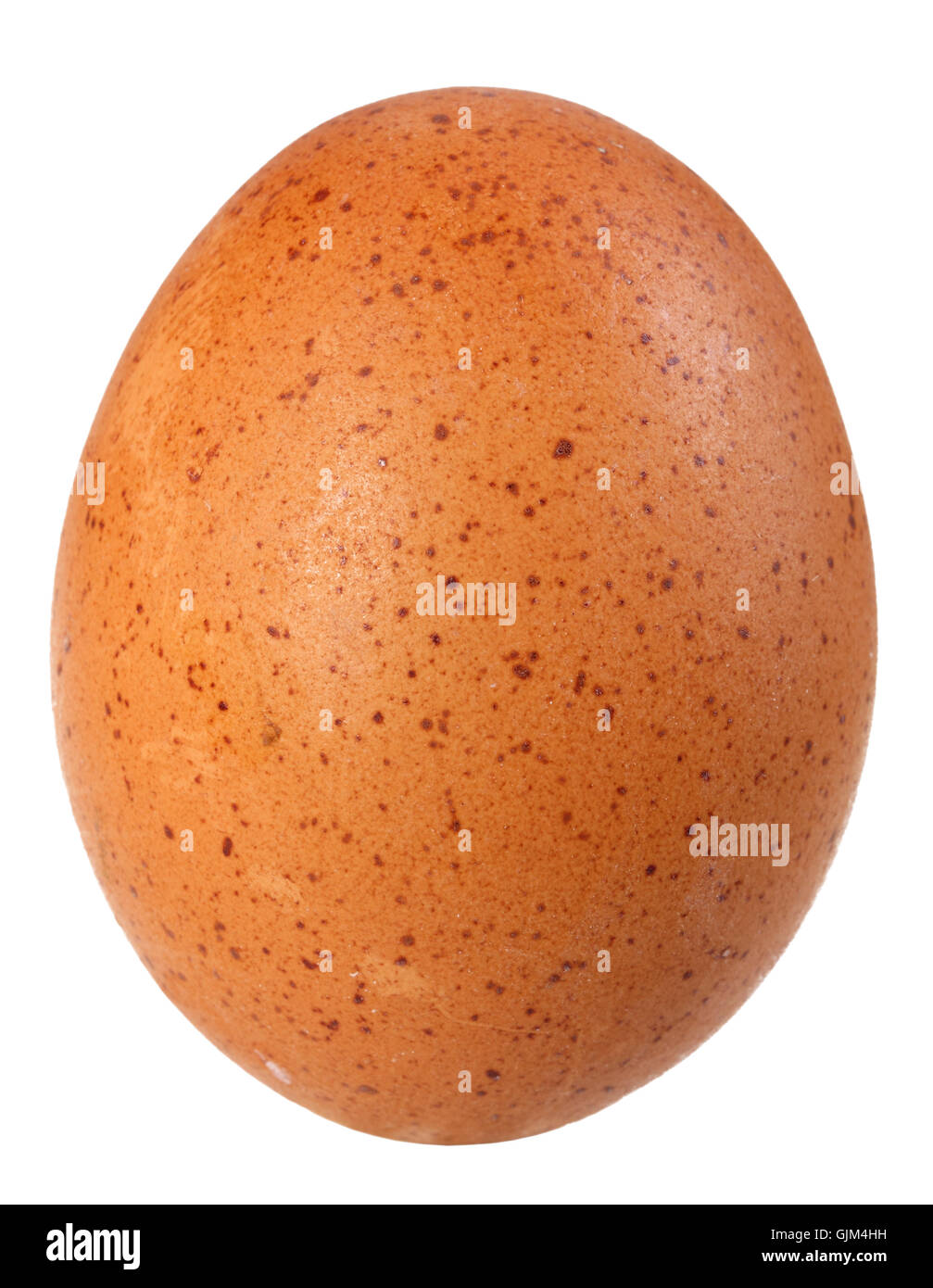 Only single brown bird egg Stock Photo - Alamy