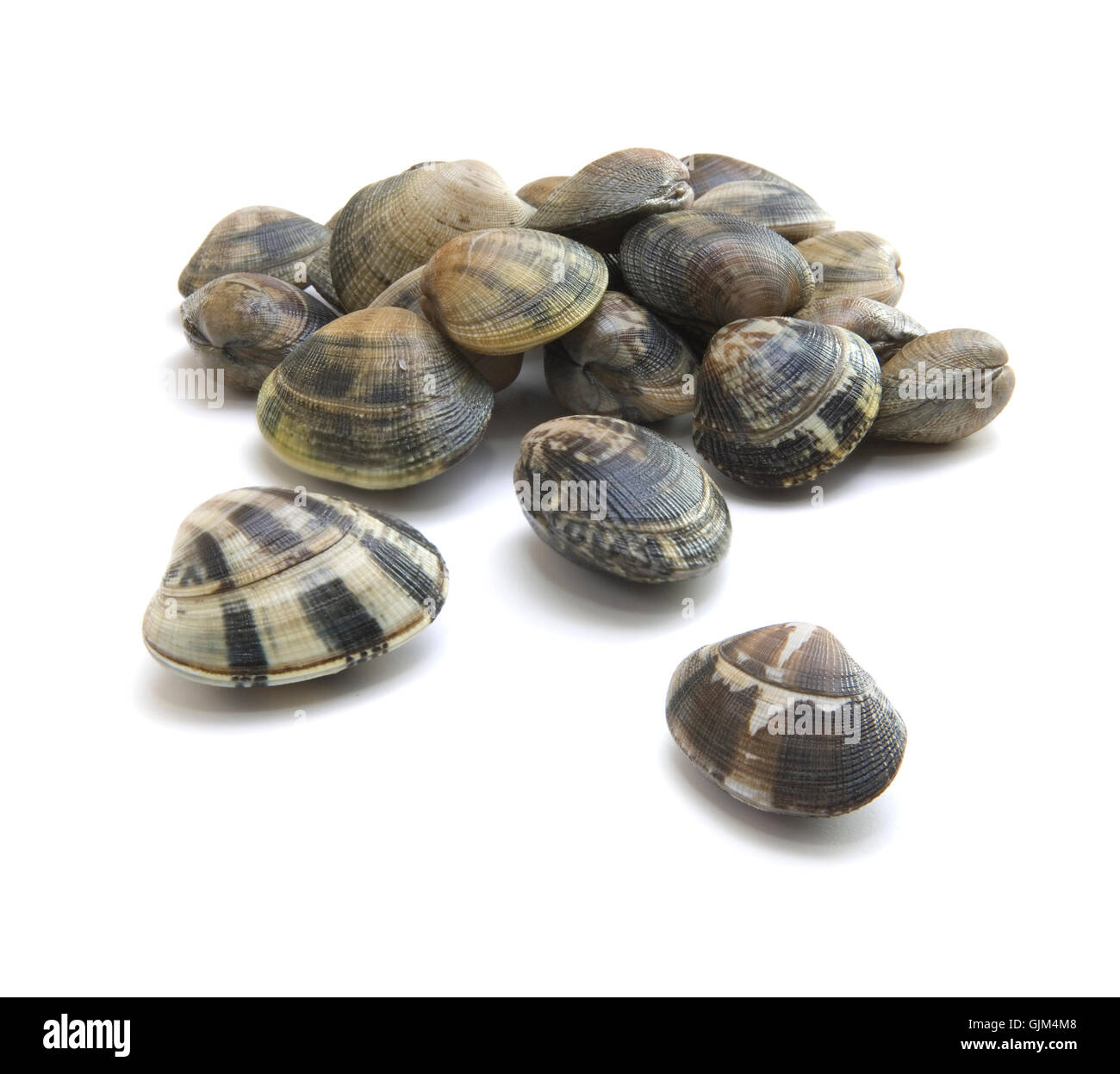 Live clams Stock Photo Alamy
