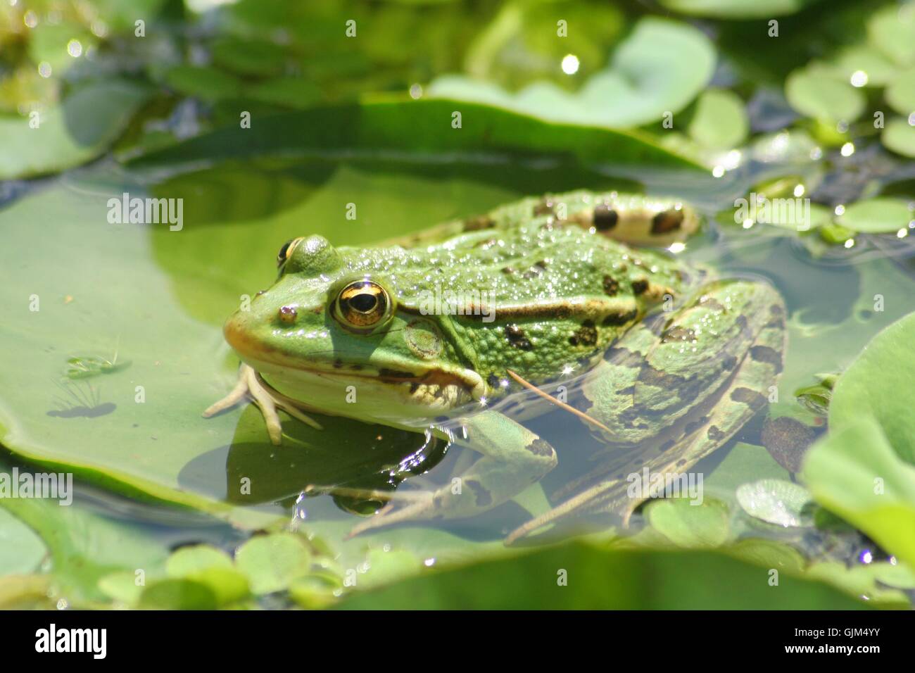 green amphibians frog Stock Photo