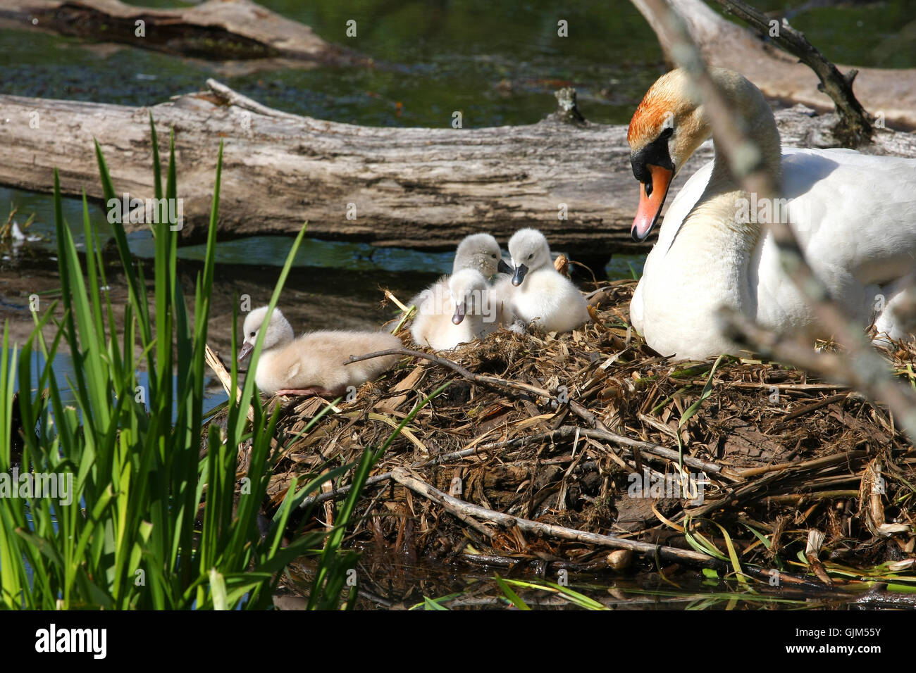 Mute Swan And Cygnets Stock Photo