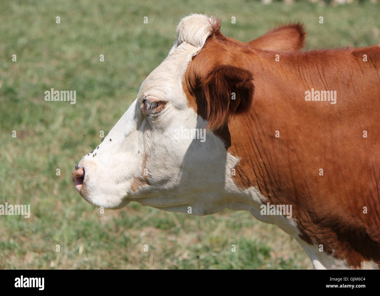 Side of the head of a cow Stock Photo - Alamy