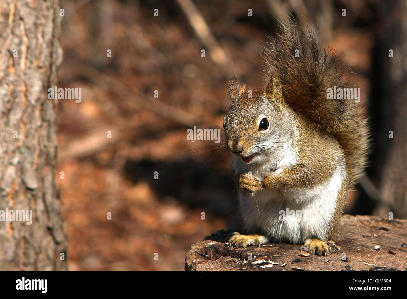Red Squirrel Tamiasciurus hudsonicus Stock Photo