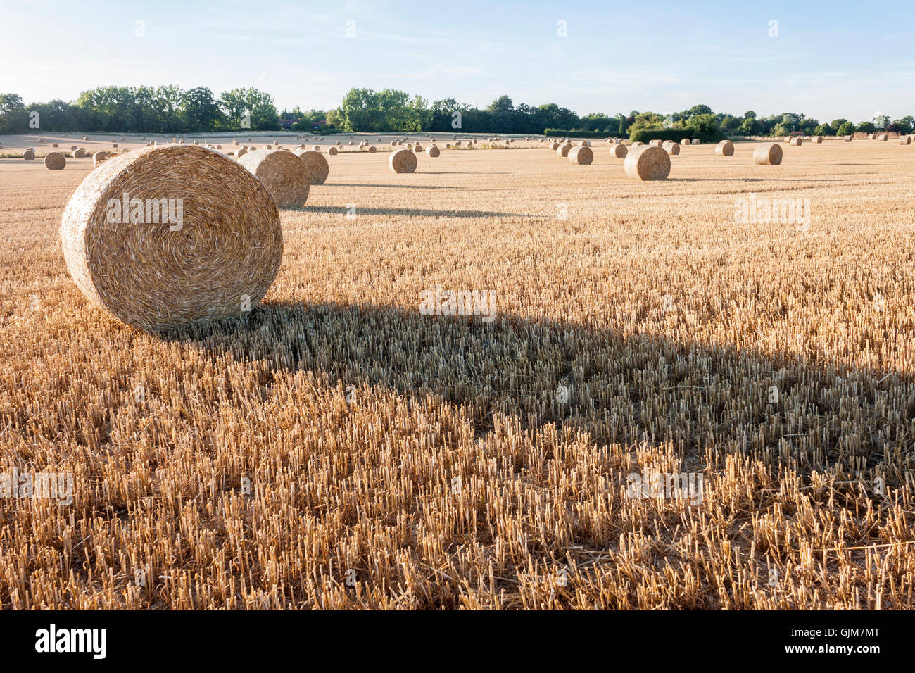 Round bales of hay in a field hi-res stock photography and images - Alamy