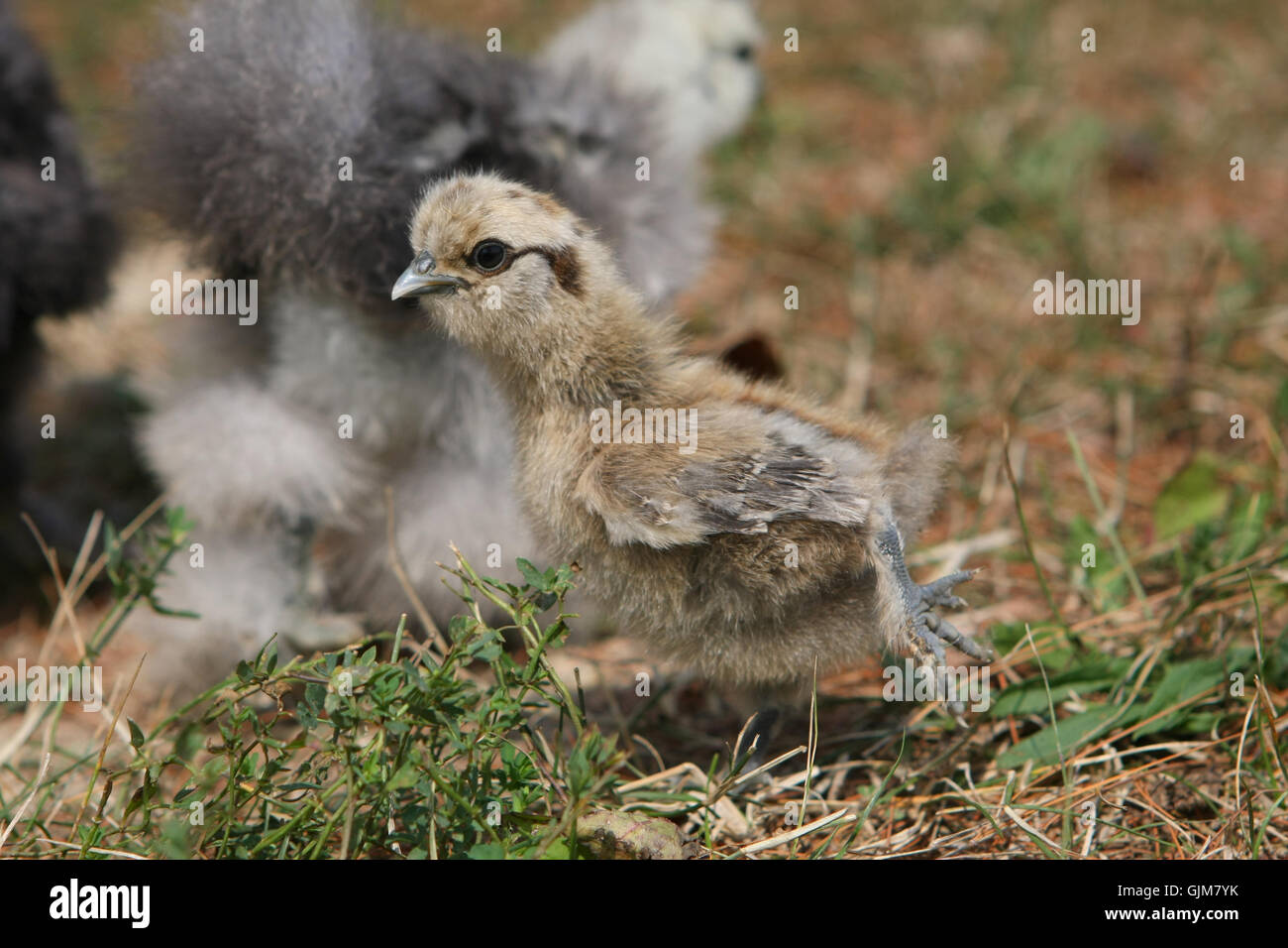 Silkie Chicken Young Stock Photo