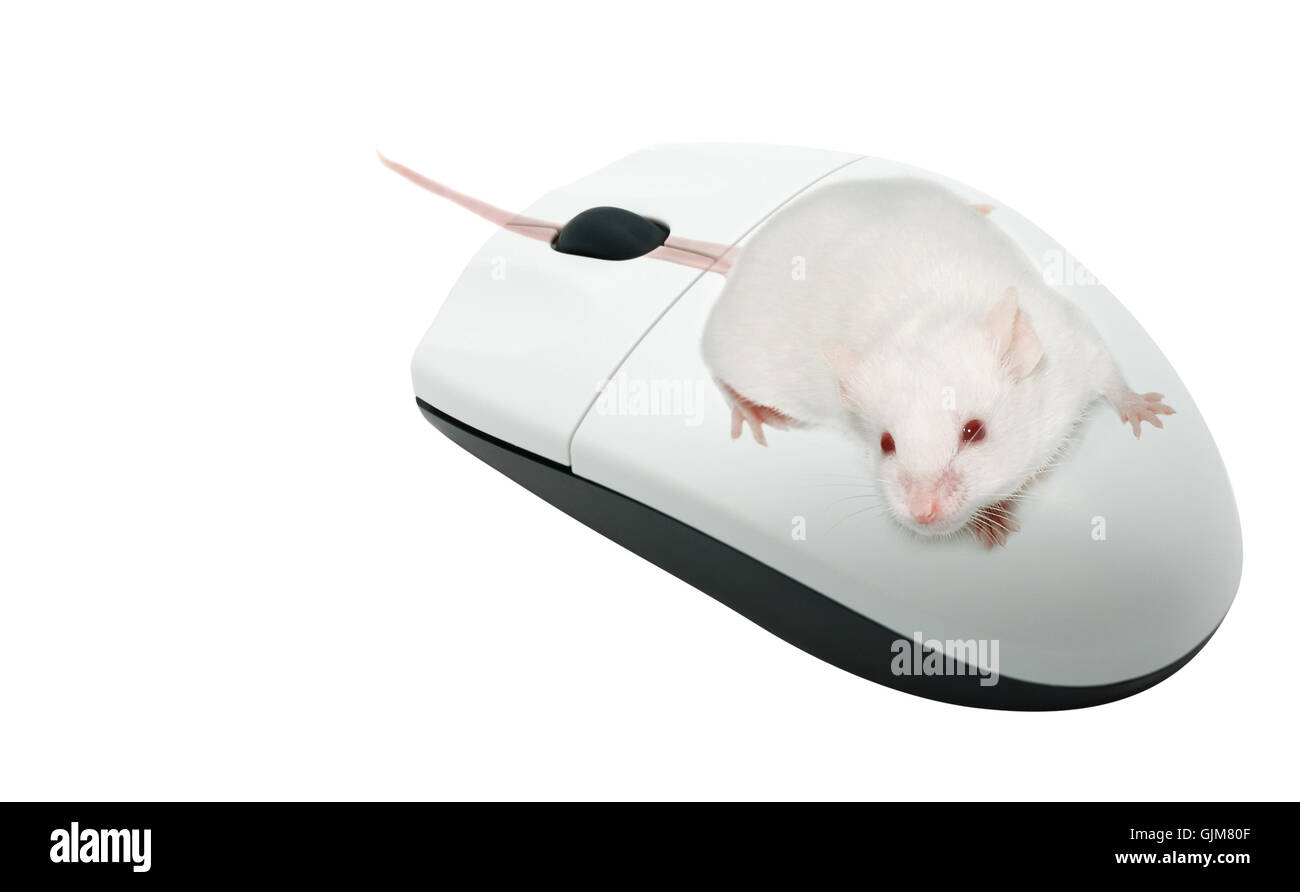 Mouse isolated from above animal hi-res stock photography and images ...