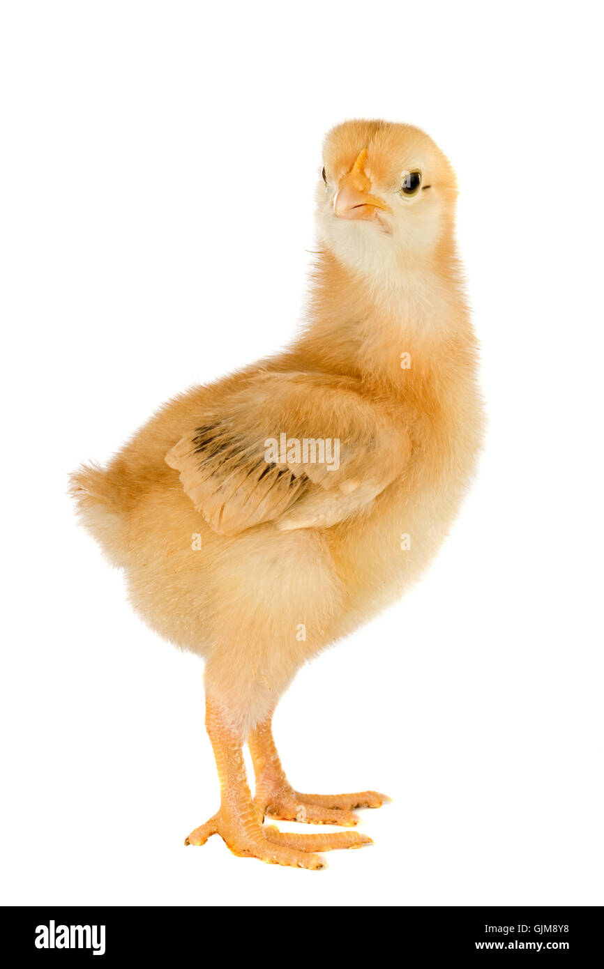  small tiny little Stock Photo - Alamy