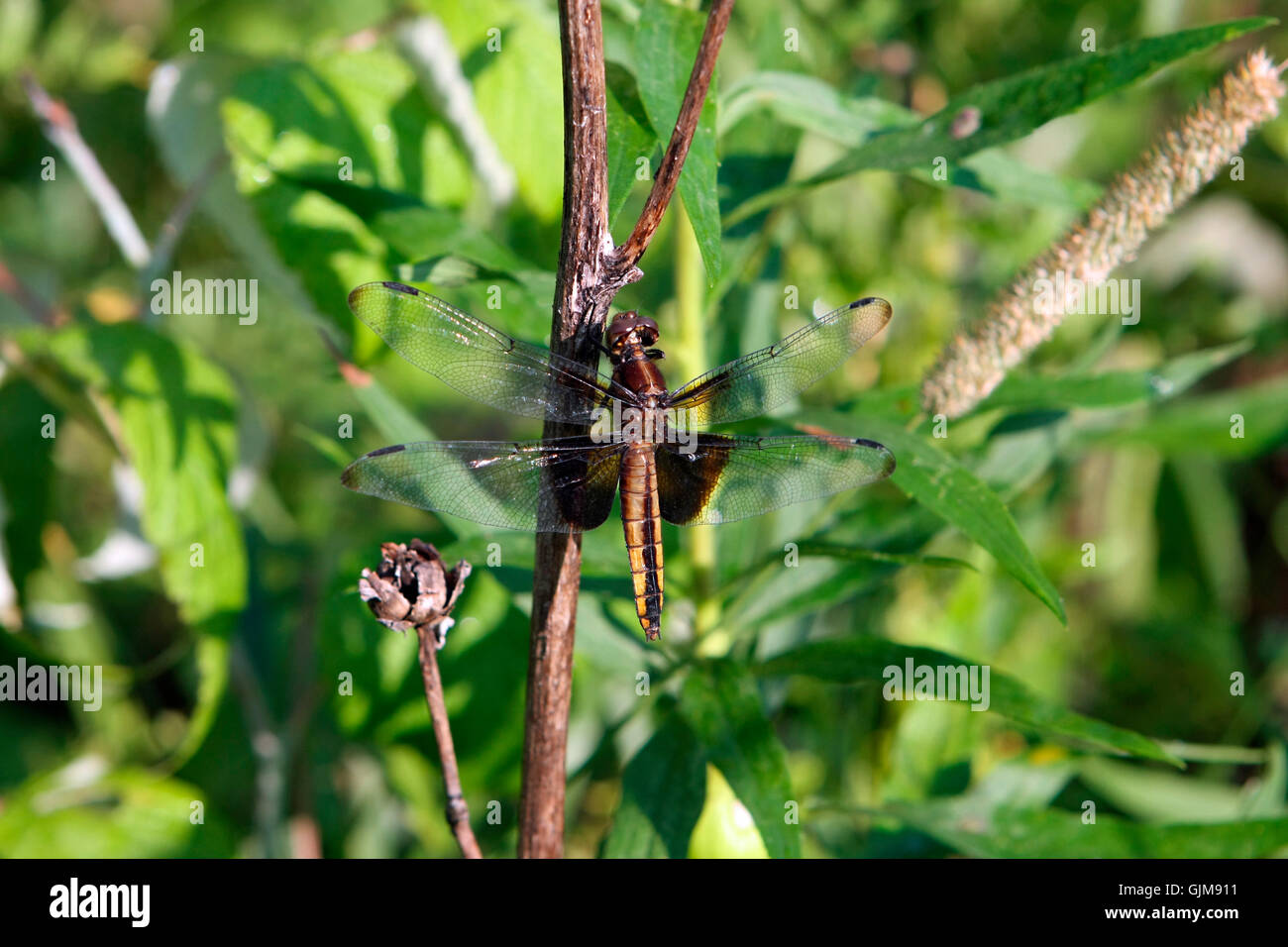 Widow Skimmer Dragonfly Stock Photo