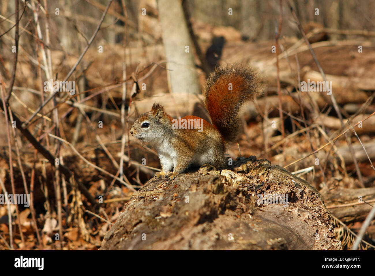 Red Squirrel Tamiasciurus hudsonicus Stock Photo