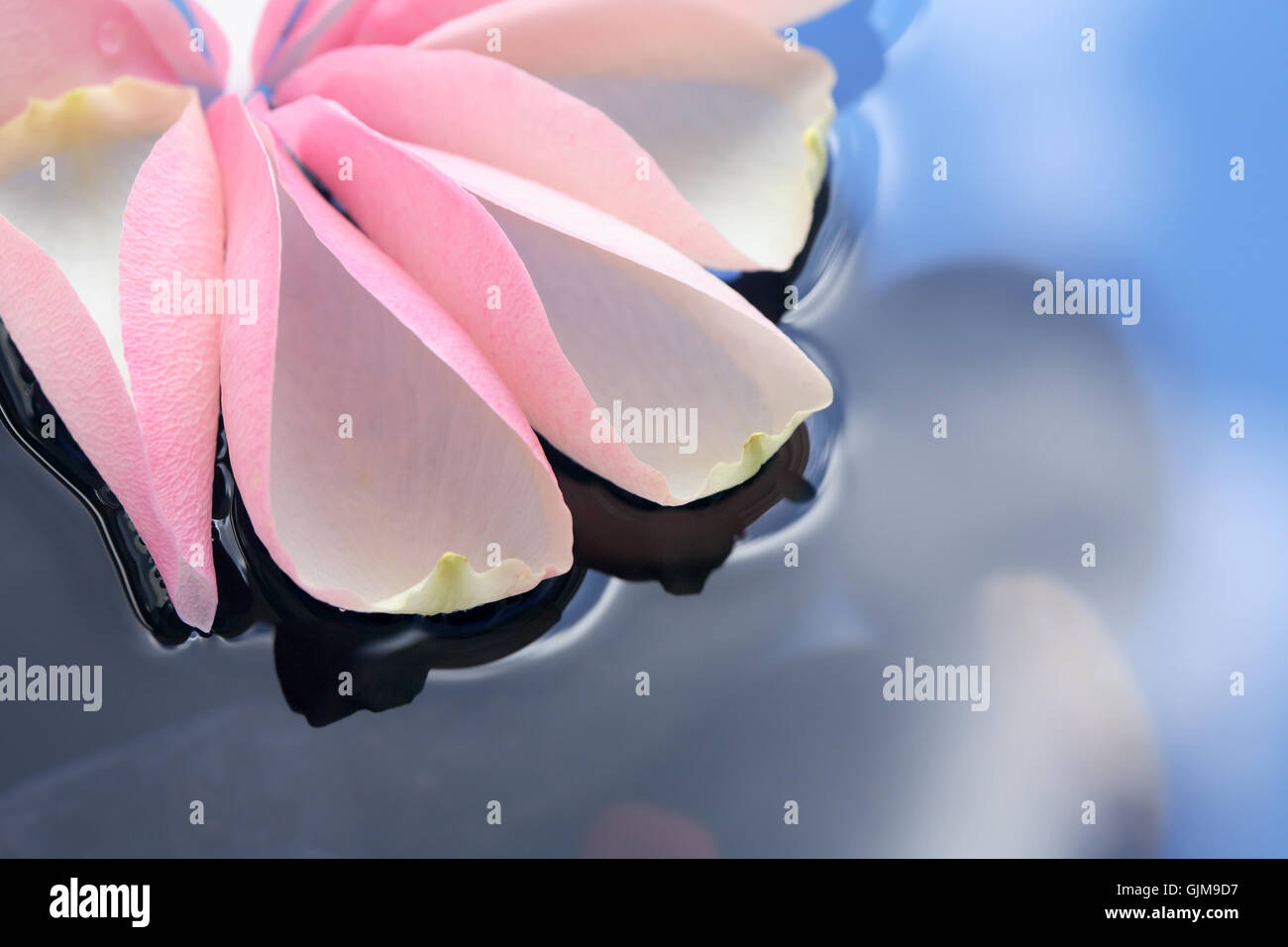 Flower petals in the river hi-res stock photography and images - Alamy