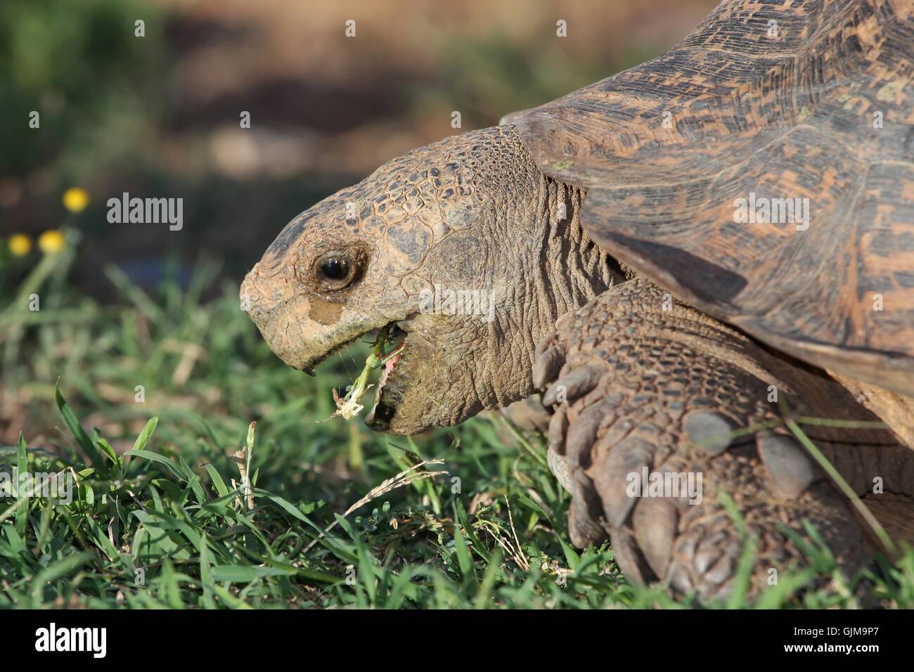 Leopard Tortoise Eating Stock Photo Alamy