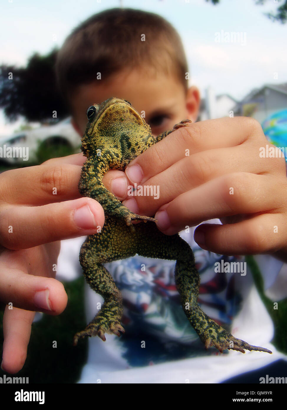 boy with frog Stock Photo