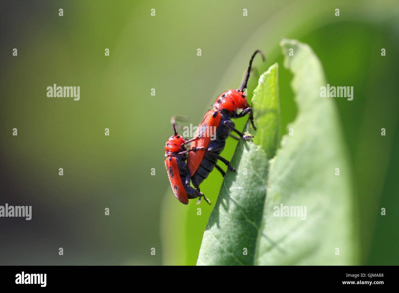 Red Milkweed Beetle Stock Photo