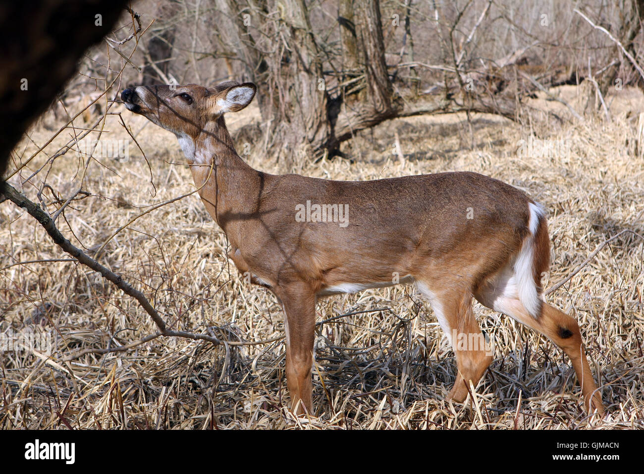 White-tailed Deer Odocoileus virginianus Stock Photo