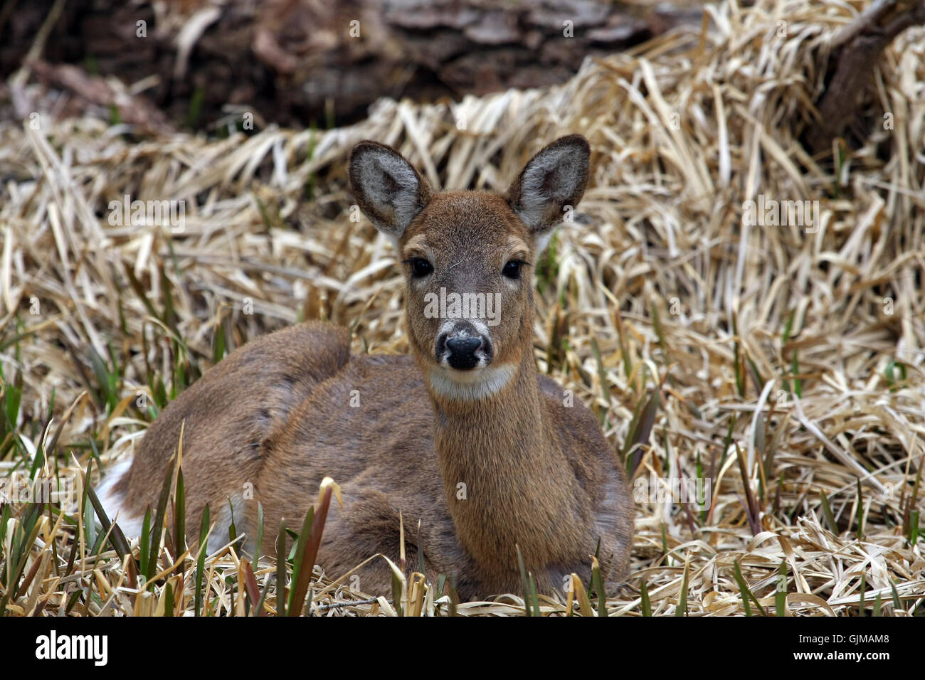White-tailed Deer Odocoileus virginianus Stock Photo