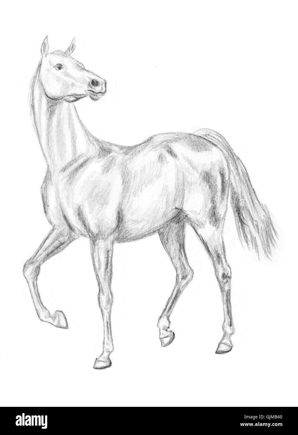 Walking horse drawing Stock Photo