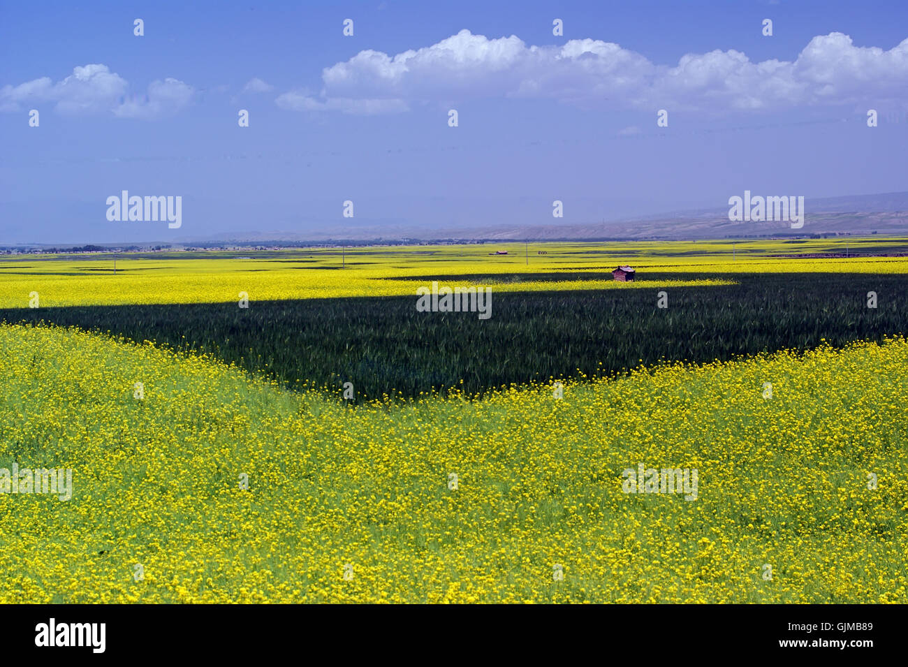 Valley and yellow field with oil seed rape in summer Stock Photo - Alamy