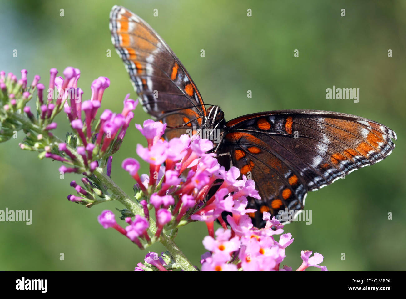 Red-spotted Purple Butterfly Stock Photo