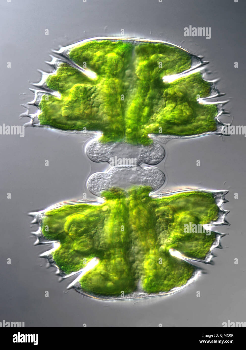 algae in the moor,cell division (400 x) Stock Photo