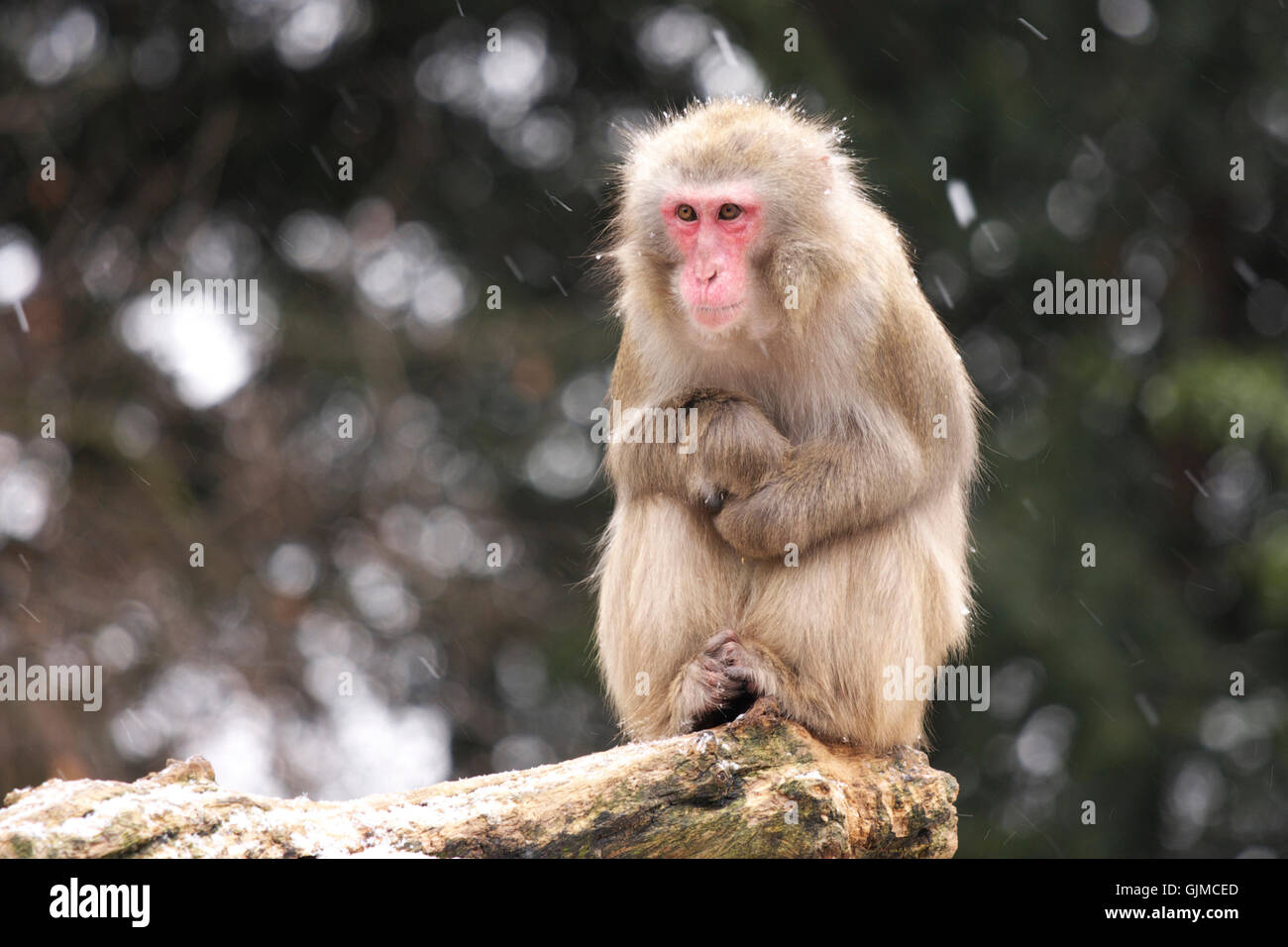 winter monkey japan Stock Photo