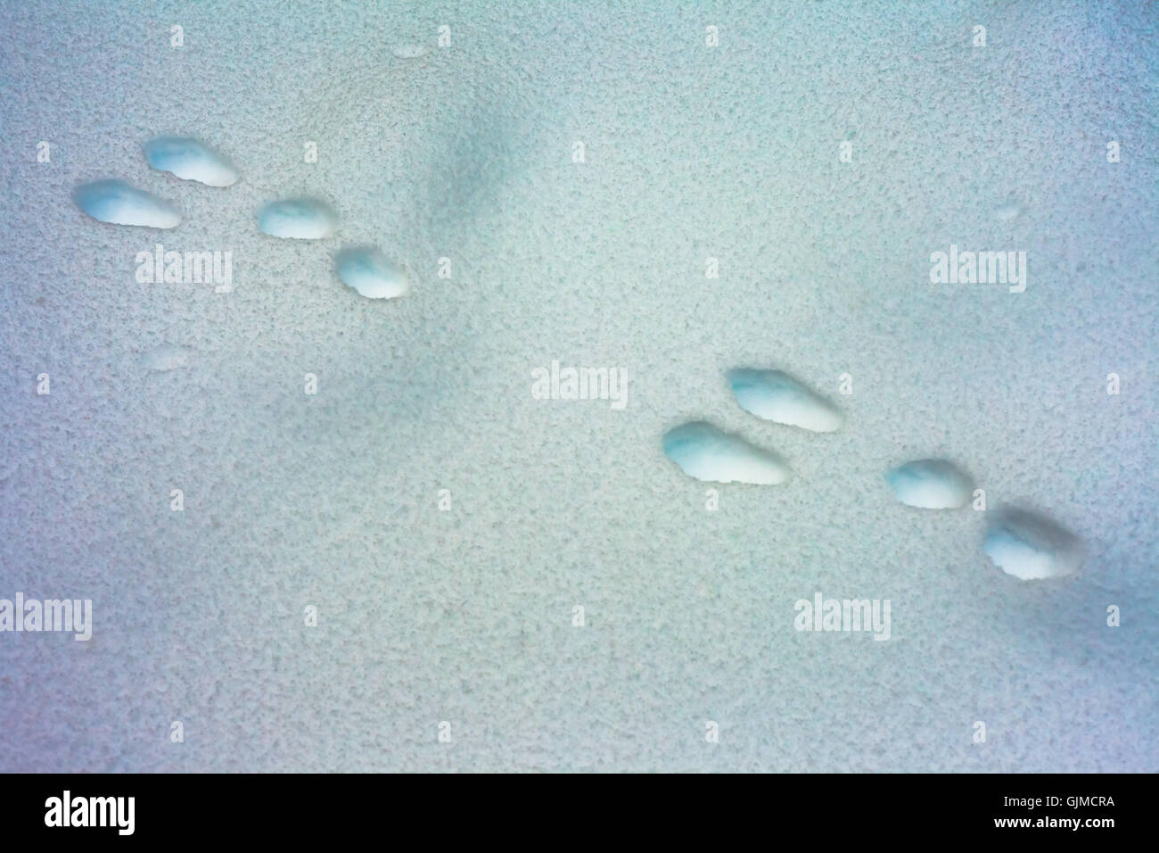 Foot prints of snowshoe hare Stock Photo Alamy