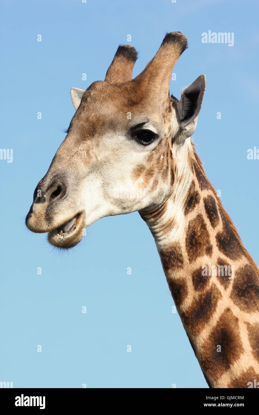 Giraffe neck mane hi-res stock photography and images - Alamy