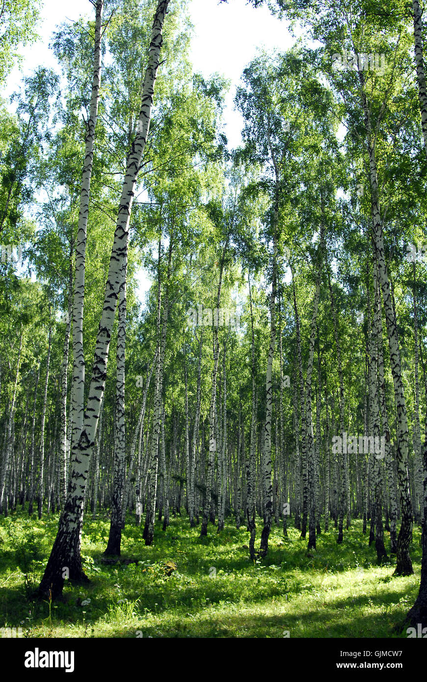 birch forest in summer Stock Photo - Alamy