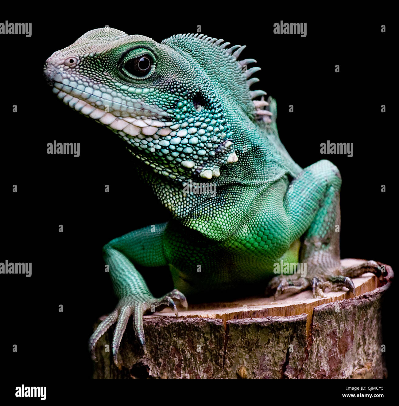 Wasseragame hi-res stock photography and images - Alamy