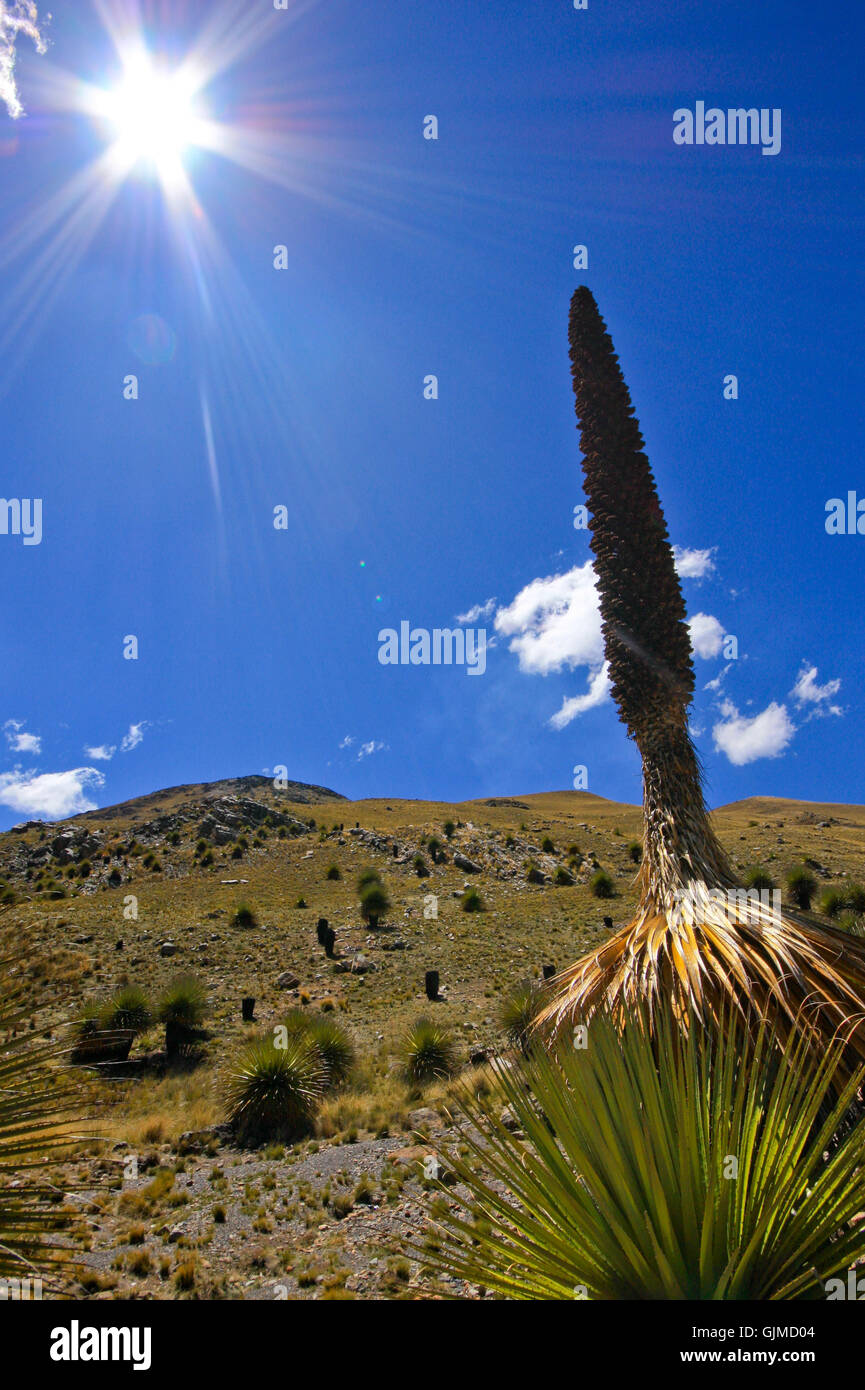 highland cactus peru Stock Photo