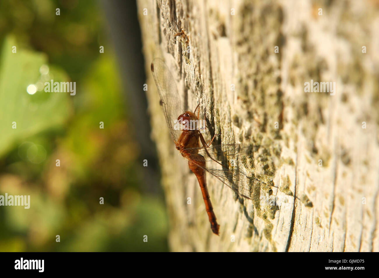 Ruby Meadowhawk Dragonfly Female Stock Photo
