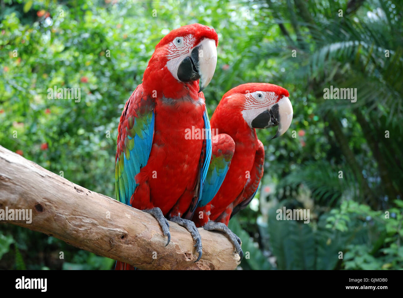 zoo parrots close Stock Photo