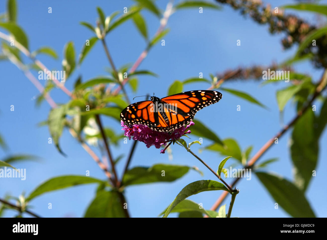 Monarch Butterfly Danaus plexippus Stock Photo - Alamy