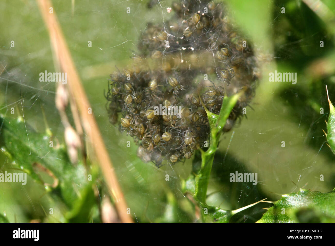 Nursery-web Spider nest Stock Photo