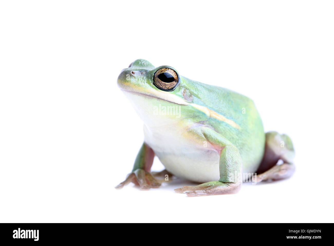 frog funny overweight Stock Photo
