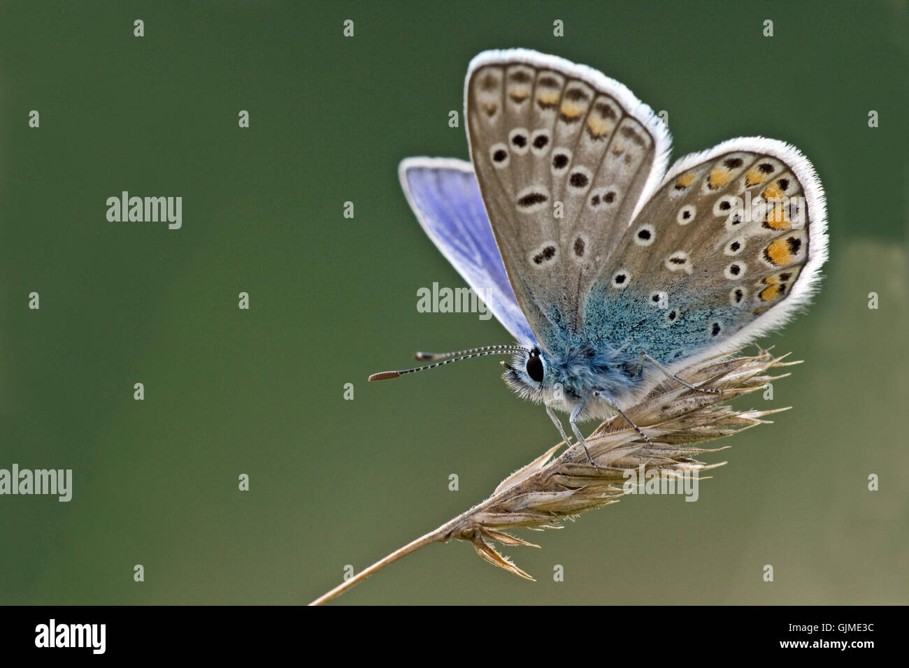 butterfly counter-light blue Stock Photo
