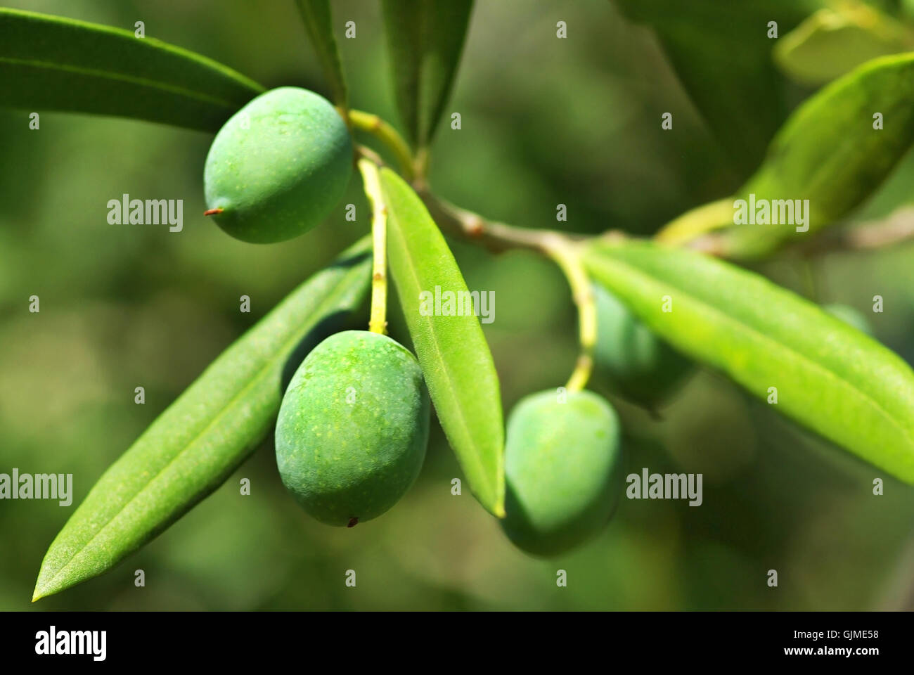 spice tree biological Stock Photo - Alamy