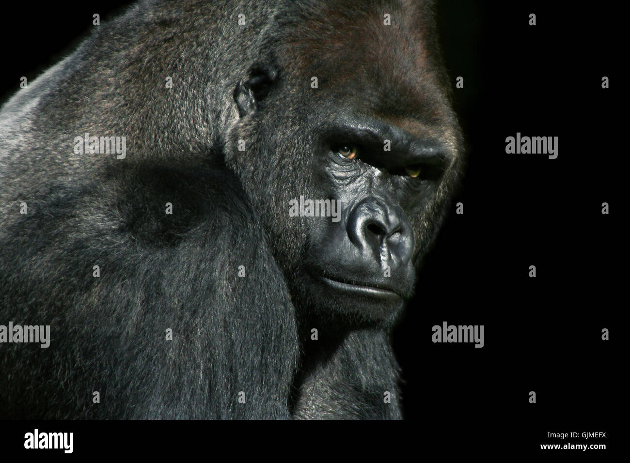 Gorilla profile hires stock photography and images Alamy