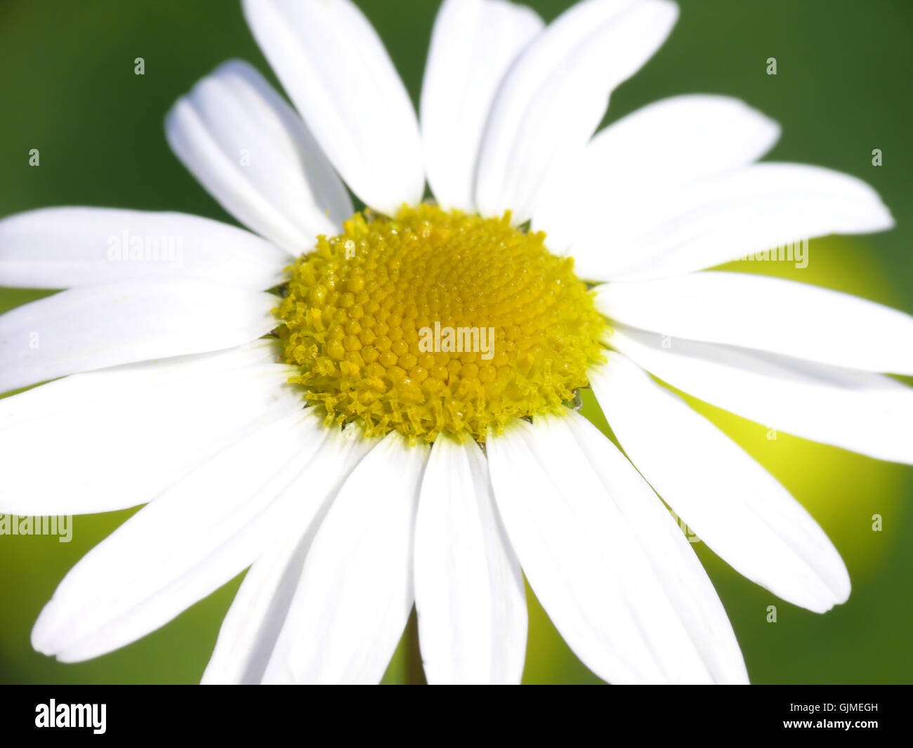 green bloom blossom Stock Photo Alamy