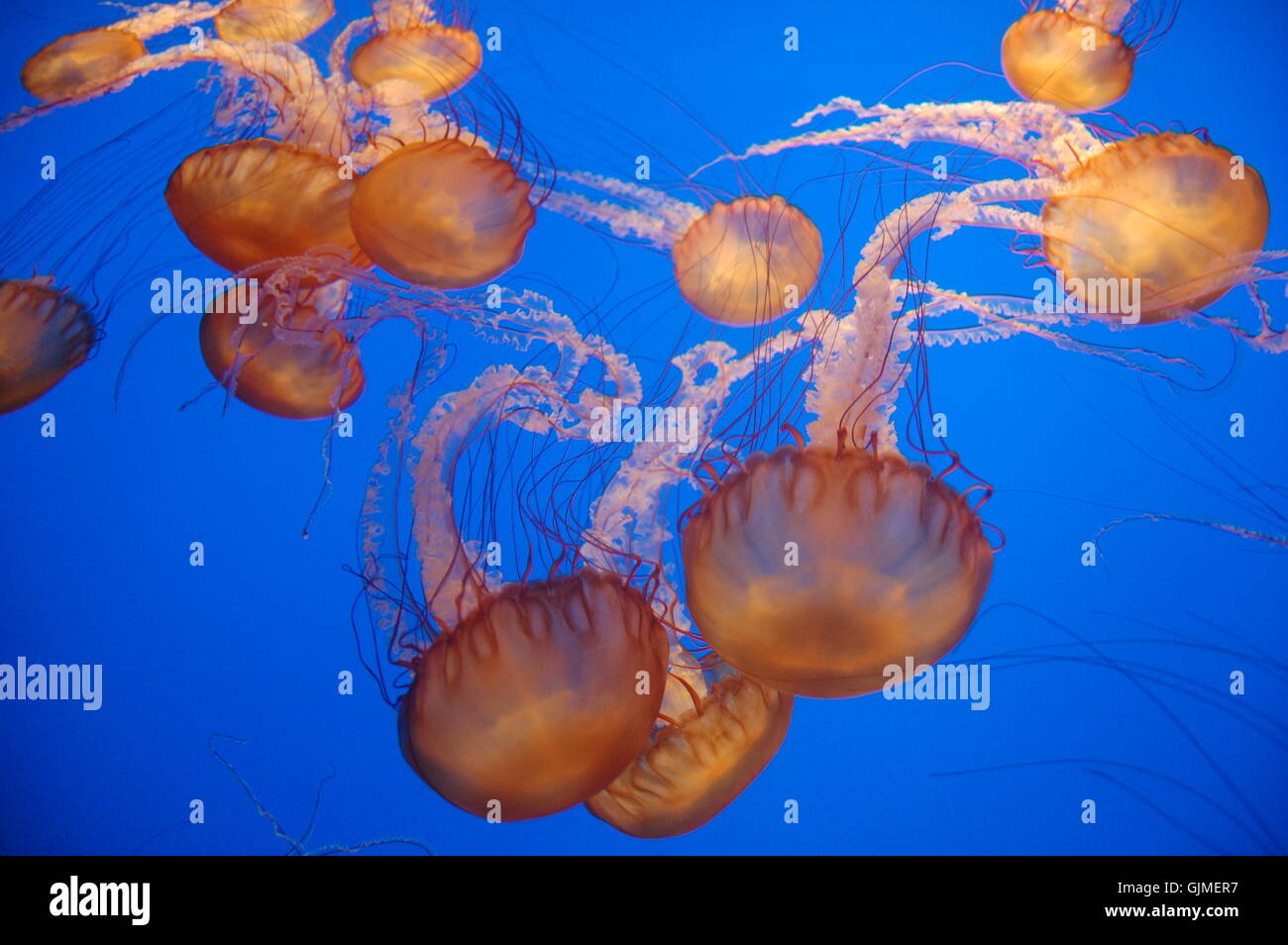 jellyfish Stock Photo