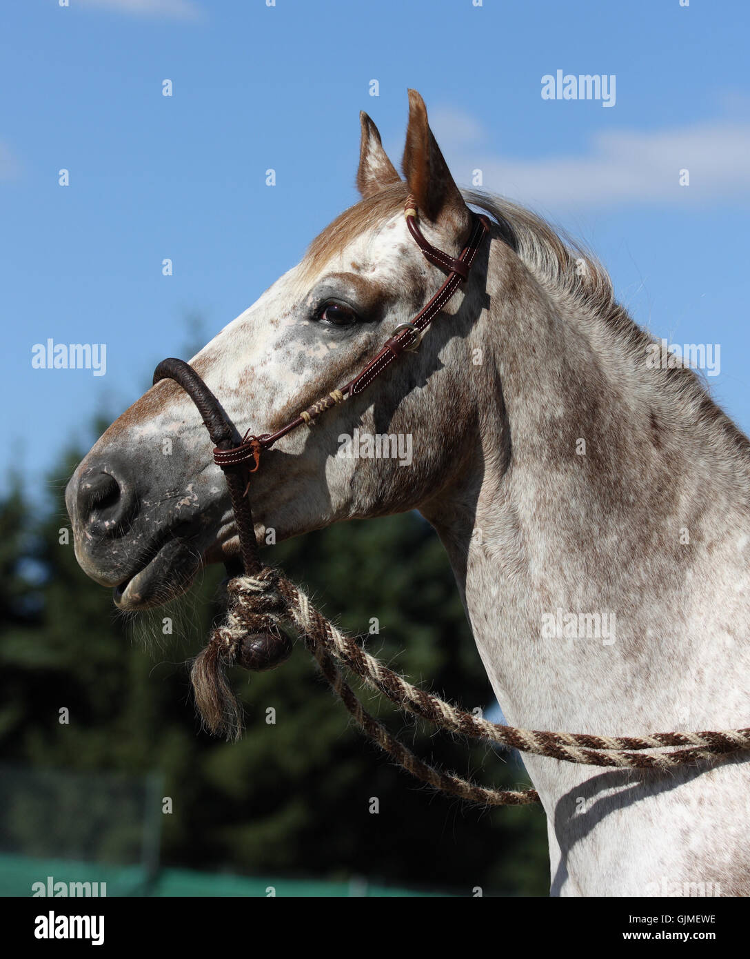 Bosal hackamore hi-res stock photography and images - Alamy