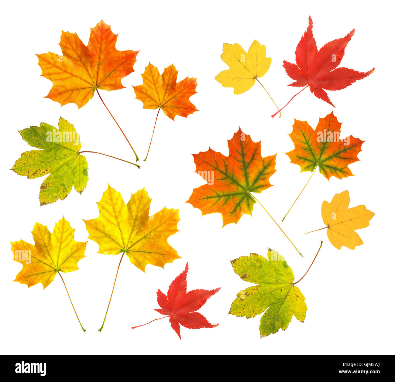 autumn leaves on a white background Stock Photo - Alamy