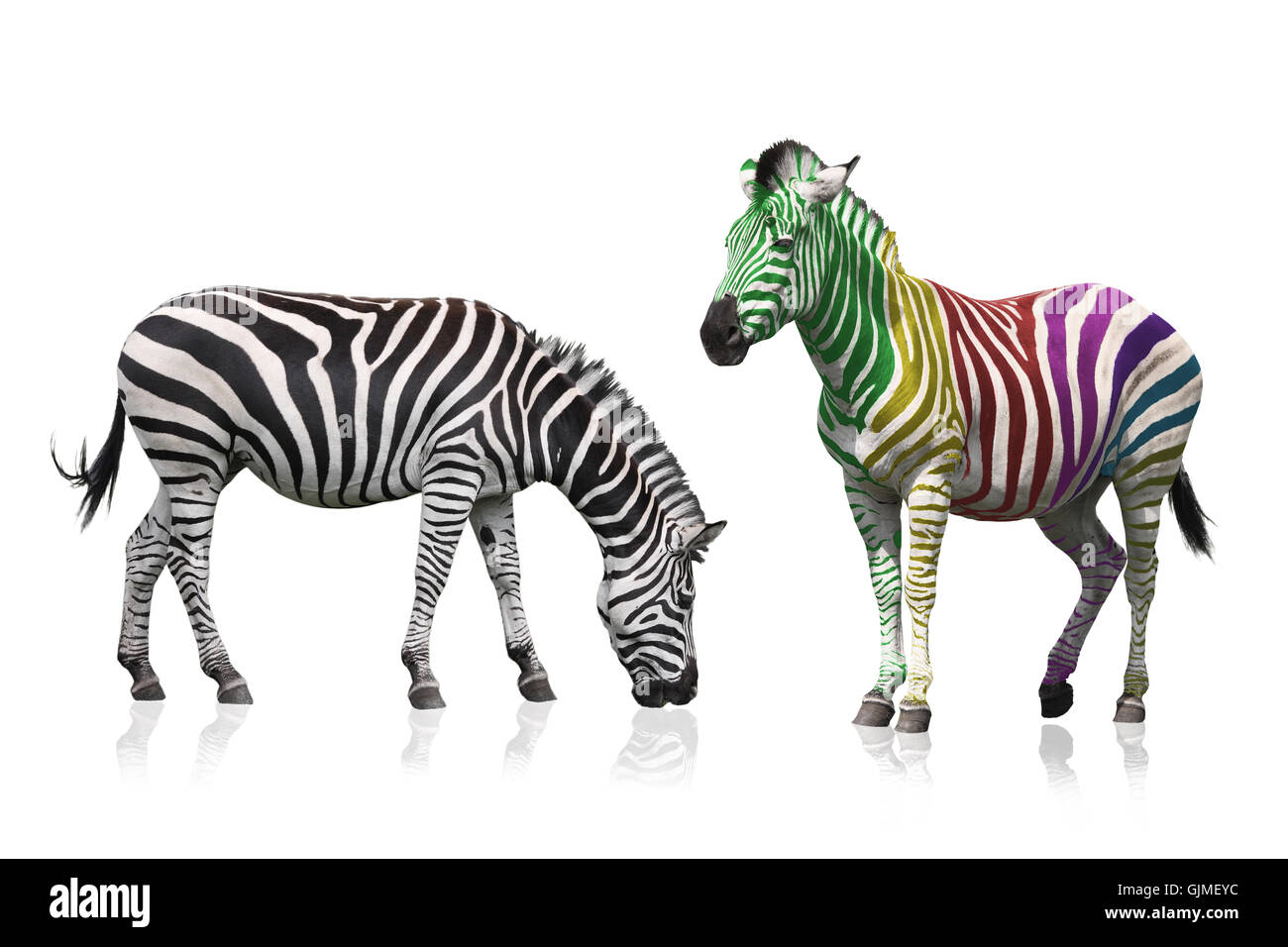 13,906 Rainbow Zebras Images, Stock Photos, 3D objects, & Vectors