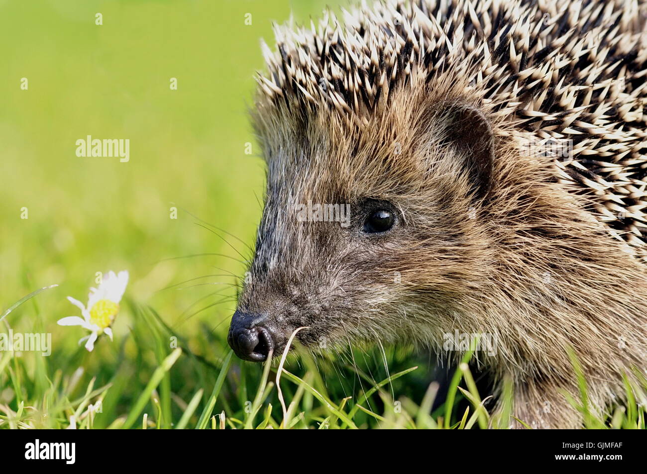 garden animal hedgehog Stock Photo