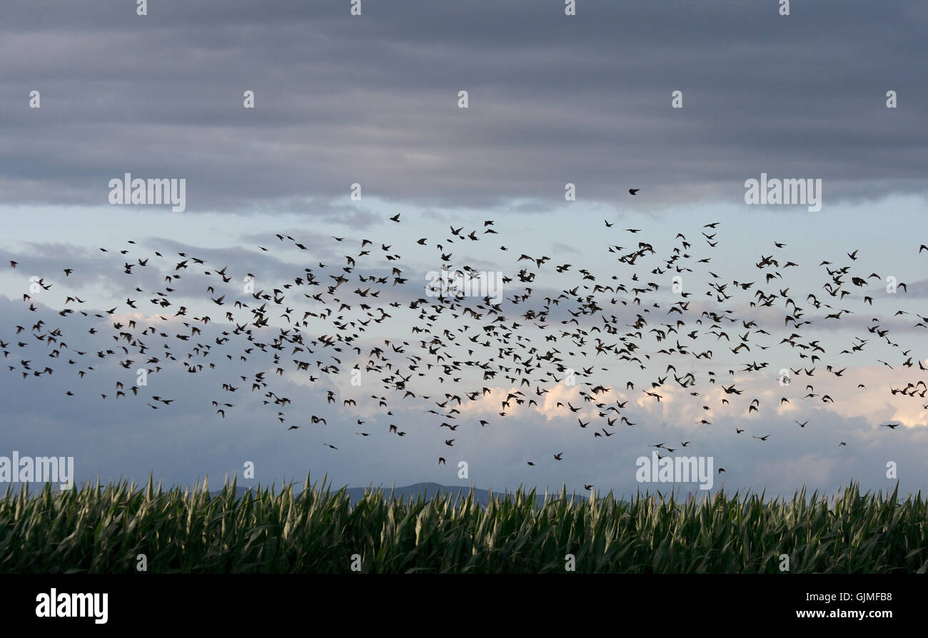 migrant birds of passage starlings Stock Photo