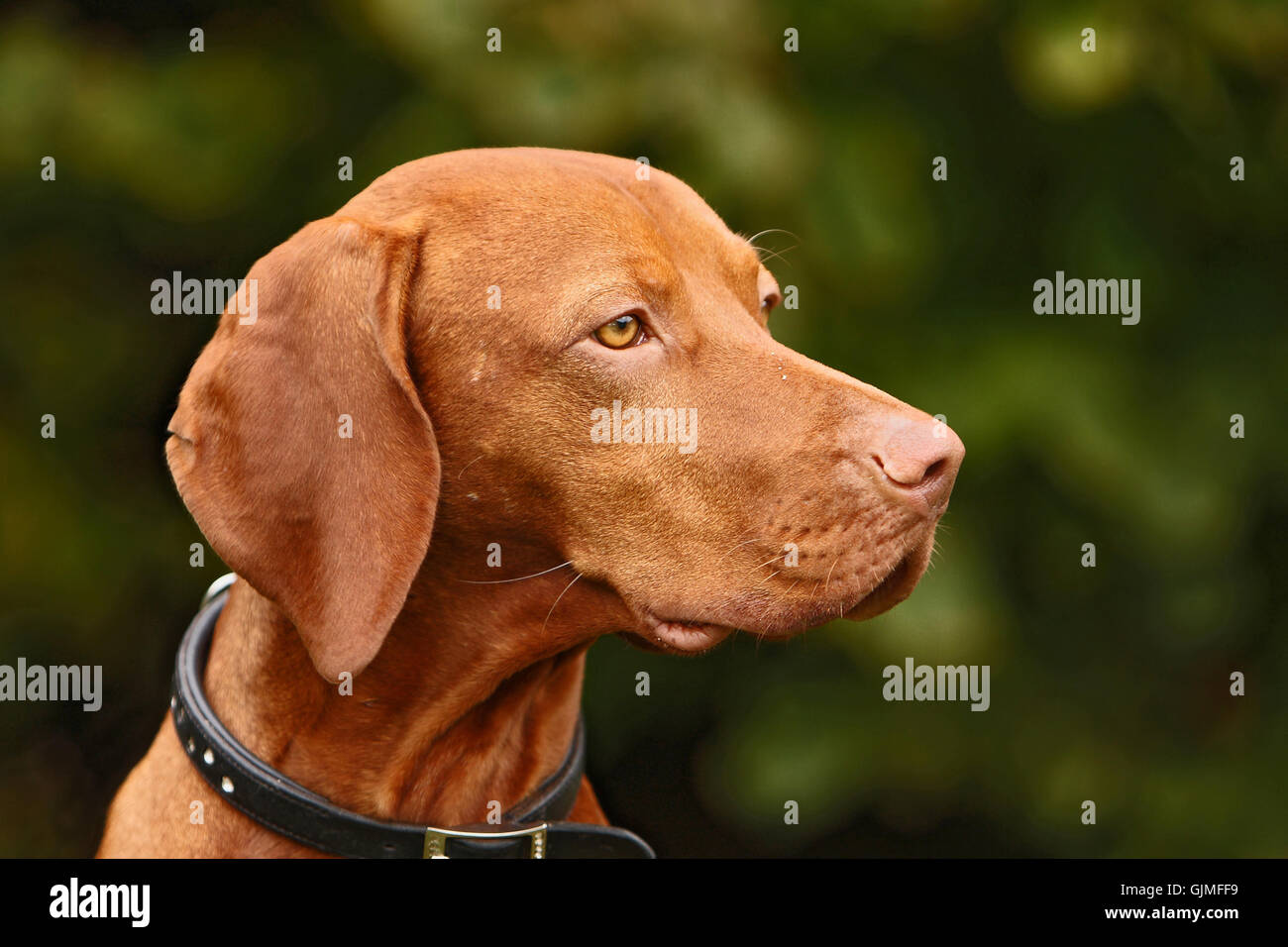 portrait animal portrait dog Stock Photo