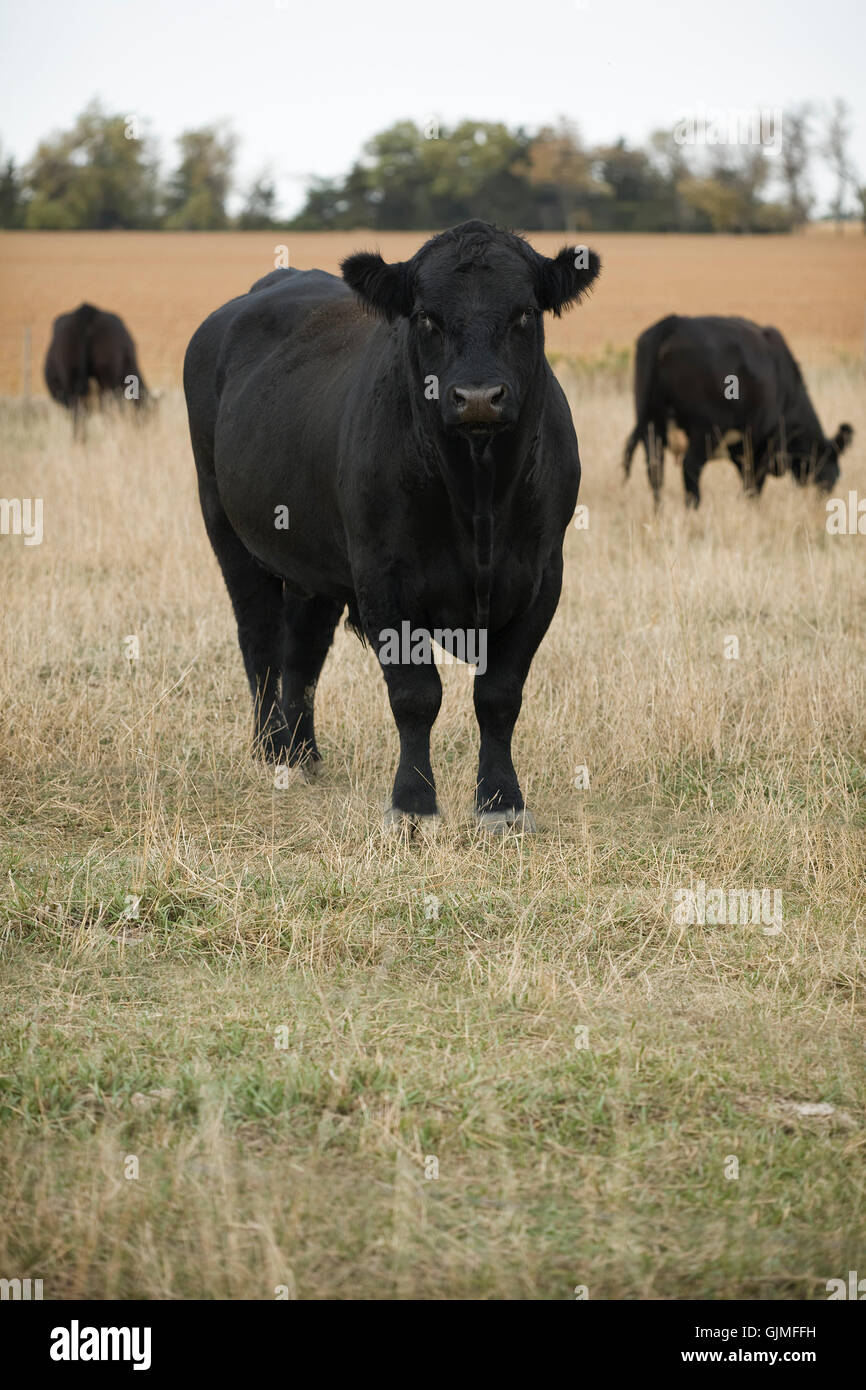 bull livestock bovine Stock Photo