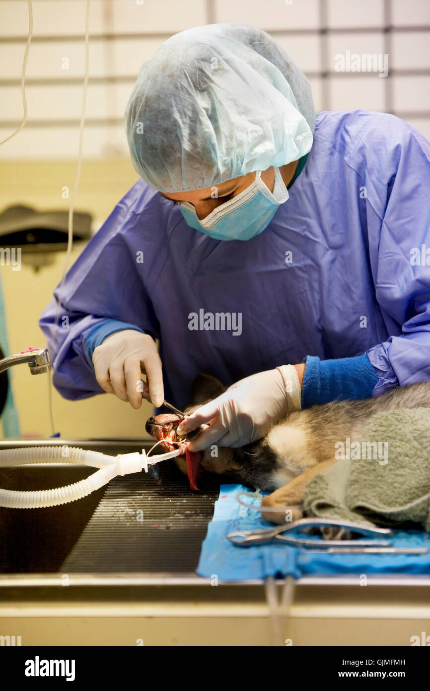 medicinally medical animal Stock Photo Alamy