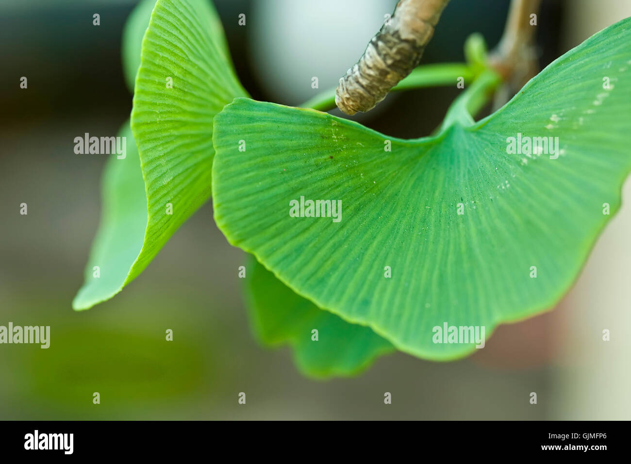 Ginko hi-res stock photography and images - Alamy